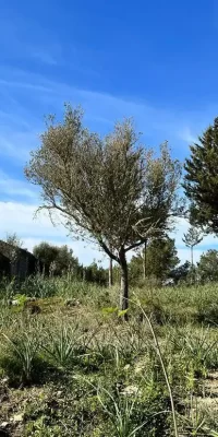 Finca auténtica aislada en 136.000 m2 de terreno en San Rafael Ibiza