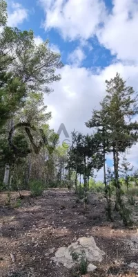 Prime Building Plot in Santa Gertrudis, Ibiza  for sale – An Exclusive Opportunity