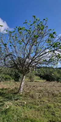 Prime Building Plot in Santa Gertrudis, Ibiza  for sale – An Exclusive Opportunity