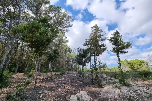 Terreno edificabile di prima qualità a Santa Gertrudis, Ibiza in vendita – Un’opportunità esclusiva