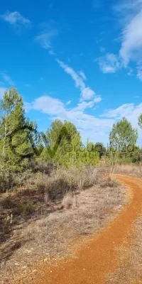 Twee aaneengesloten bouwkavels te koop in Santa Gertrudis