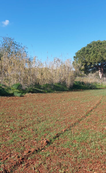 Expansive Plot of Land with Proyecto Básico Near San Lorenzo
