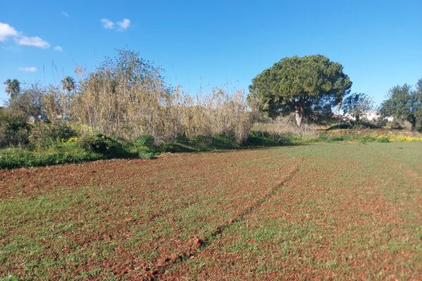 Terrain rustique à vendre près de San Lorenzo