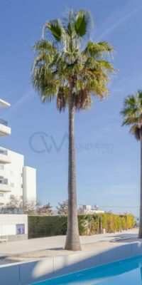 Renoviertes Apartment mit 2 Schlafzimmern in Playa d’en Bossa