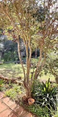 Tranquil Ibicencan-Style Finca with Nice Views