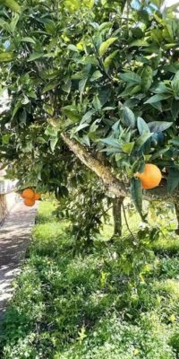 Tranquilla finca in stile ibizenco con vista spettacolare