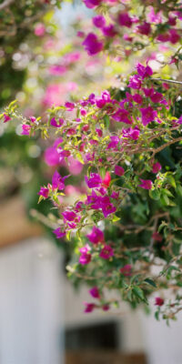 Authentische Finca mit Nebengebäuden und Vermietungslizenz Authentische Finca mit Nebengebäuden und Vermietungslizenz