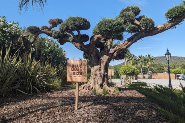 Mes 12 années passées à vivre la véritable Ibiza, en Espagne