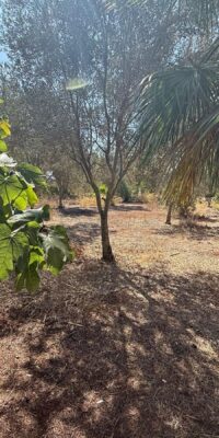Property with exceptional renovation potential and full privacy Property with exceptional renovation potential and full privacy