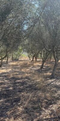 Property with exceptional renovation potential and full privacy Property with exceptional renovation potential and full privacy